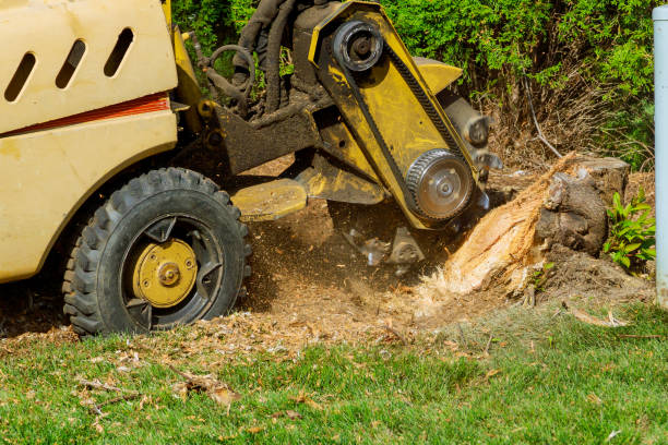 Professional Tree Services in Calico Rock, AR